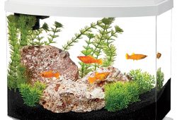 Three Faces of Unique Desktop Aquariums