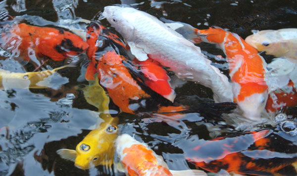 Things you need to know when feeding your koi fish