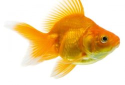 Don’t Bother Caring For Gold Fish In Lake Quemado