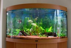 How to Make the Most of Your Aquarium Water
