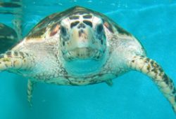 Top 5 Ways to Care for a Turtle