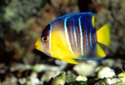 Read Through This Before You Buy Angel Fish
