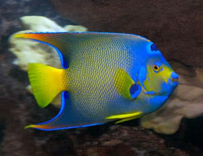 Coral Beauty Angelfish Comparisons