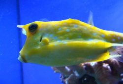Aquarium Boxfishes and Cowfishes