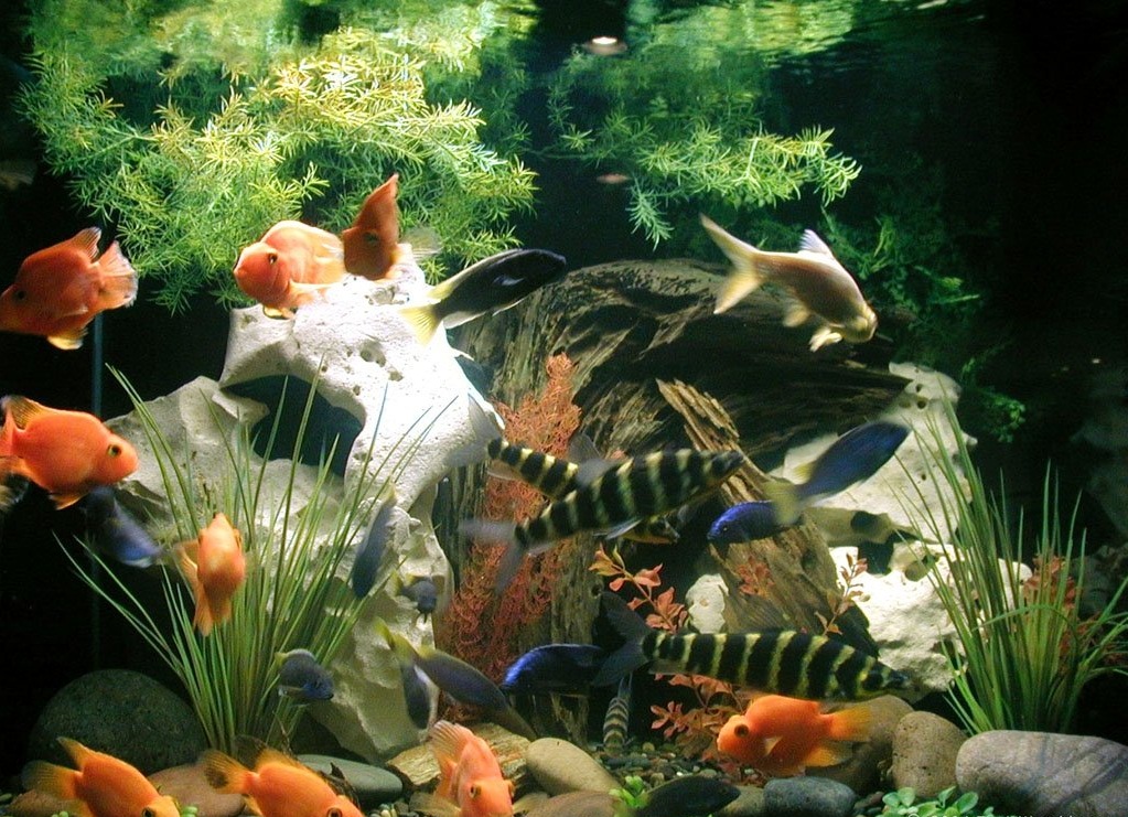 Aquarium Decorations