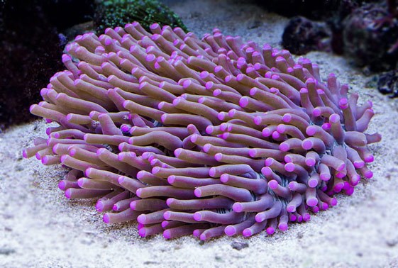 Tropical Marine Aquarium Disk Corals