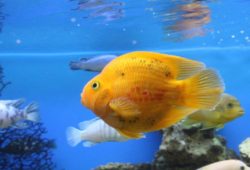 Aquarium Fish User Reviews
