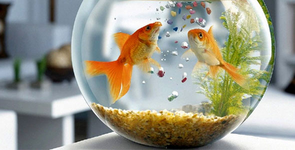 Aquarium Fish Food for Home or Workplace