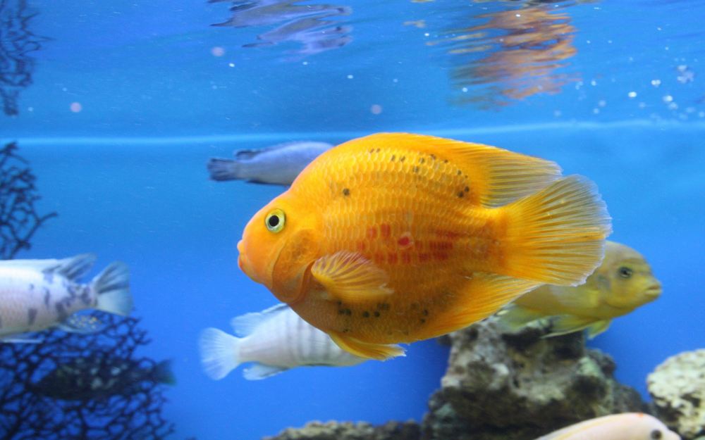 Aquarium Fish User Reviews