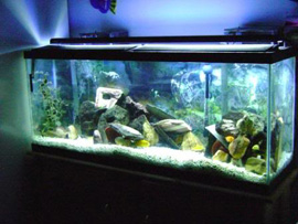 Cheap Aquarium Lighting