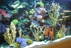 Aquarium Live Coral