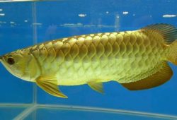 Arowana Fish: An Aquatic Nobility
