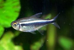 How to breed Black neon tetras