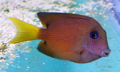Blue Eye Tang in a Tropical Saltwater Aquarium