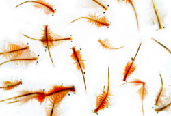 Live Fish Food Brine Shrimp Top Reviews