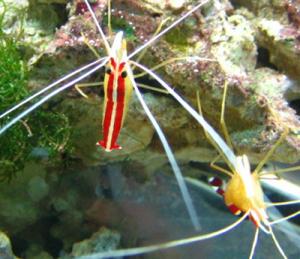 Cleaner Shrimp and Wrasses for Saltwater Aquaria