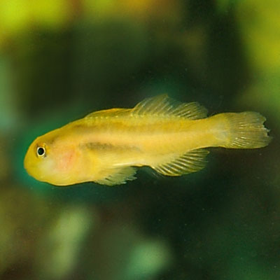 Clown Goby