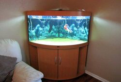 Corner Fish Tanks