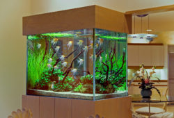 Custom Saltwater Aquarium & Custom Freshwater Aquarium