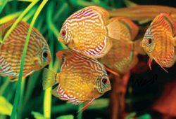 User Reviews on Discus Fish