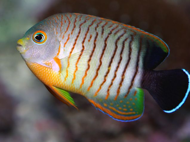 Most Expensive Dwarf Angelfishes