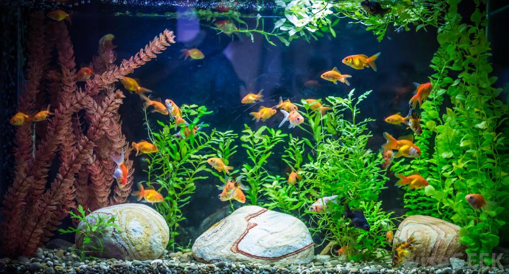 How Many Fish Can a Tank Hold and When to Add Them 
