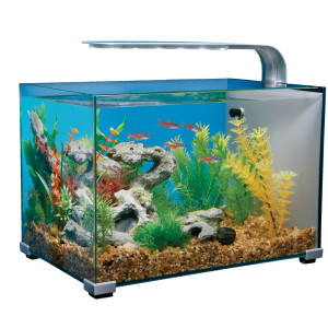 Tips on Finding Cheap Fish Tanks Online 
