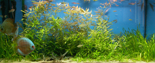 How to Prevent Freshwater Aquarium Disease