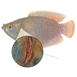 Gill Inflammation