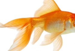 Goldfish – An Indoor Hobby