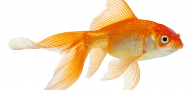 Goldfish - An Indoor Hobby