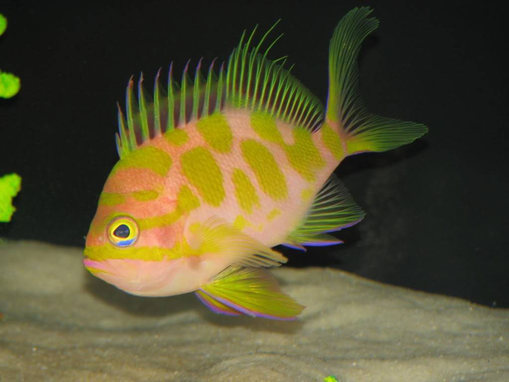 Japanese Spotted Anthias