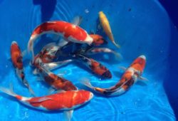 Koi Fish for Beginners Review