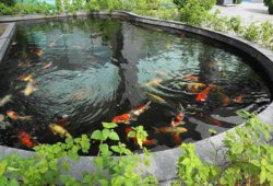 How do Fish Survive at the Bottom of a Pond?