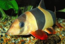 Care and Breeding of Loaches