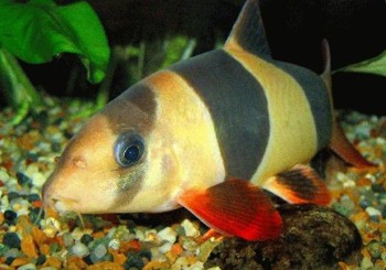 Care and Breeding of Loaches