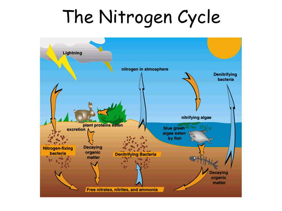 Understanding The Nitrogen Cycle