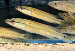 Frequently asked questions on Pike cichlids
