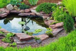 How to Keep Pond Fish Healthy