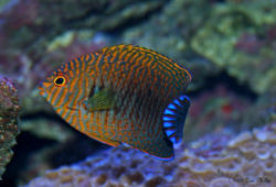 Reef-Compatible Versus Reef-Associated Fishes