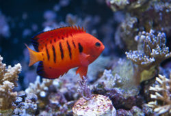 Saltwater Fish Coral