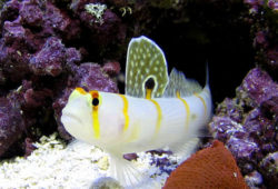 Saltwater Goby Fish