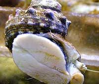 Saltwater Snails