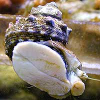 Saltwater Snails