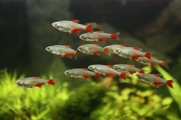 Risultati immagini per schooling fish for aquarium