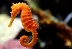 Keeping Seahorses is a cinch!