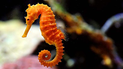 Keeping Seahorses is a cinch