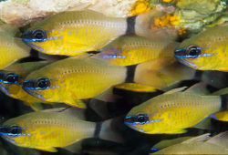 Shoaling Saltwater Aquaria Fish