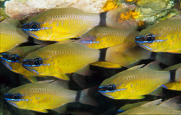 Shoaling Saltwater Aquaria Fish