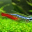 Tetra tutorial: Feeding and water quality